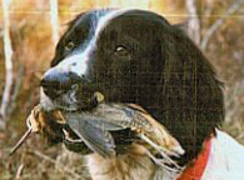 Gale and woodcock