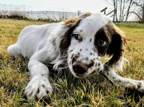 Whitey